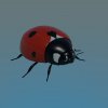 ladybird.jpg